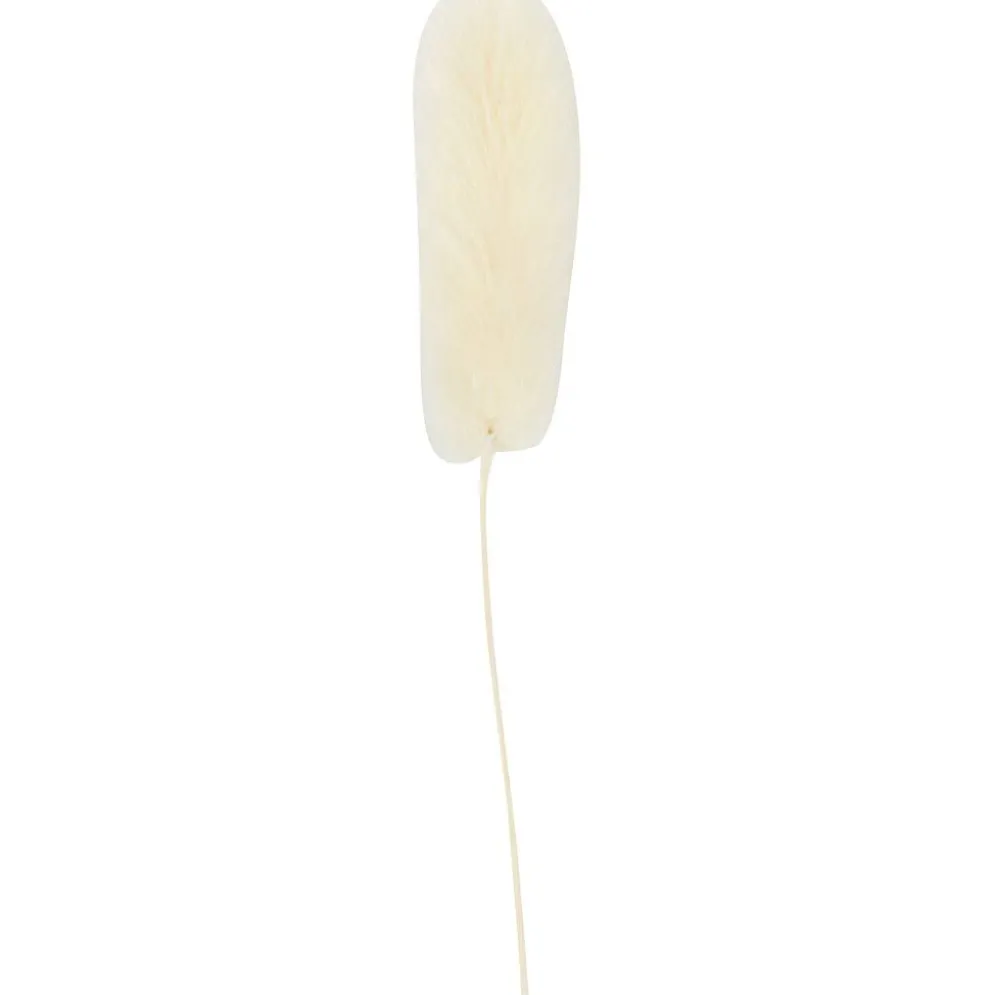 Harsvans-gräs, L: 3-7 cm, 6 st./ 1 förp.