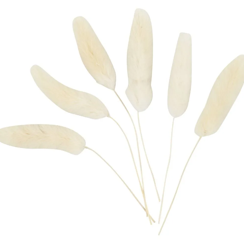 Harsvans-gräs, L: 3-7 cm, 6 st./ 1 förp.
