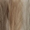 Pampasgräs, L: 50 cm, ivory, ljusbrun, ljusgrå, 3 st./ 1 bunt