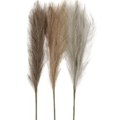 Pampasgräs, L: 50 cm, ivory, ljusbrun, ljusgrå, 3 st./ 1 bunt