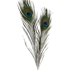 Påfågelfjädrar, L: 25-30 cm, 10 st./ 1 förp.