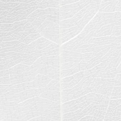 Skelettblad, L: 6-8 cm, vit, 20 st./ 1 förp.