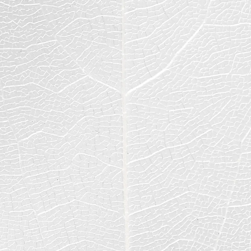 Skelettblad, L: 6-8 cm, vit, 20 st./ 1 förp.