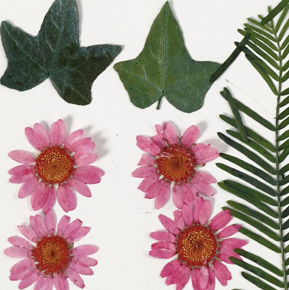 Torkade blommor och blad, ca. 19 st., ljusröd, 1 förp.
