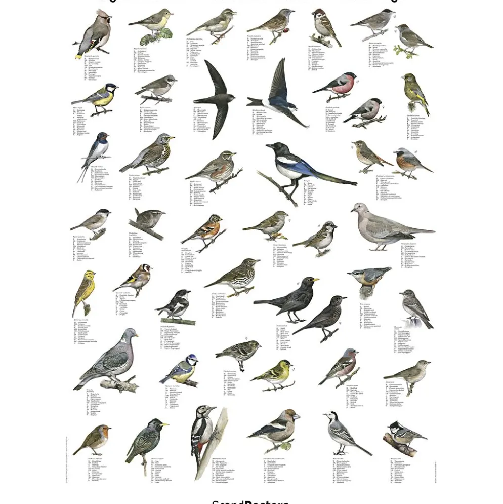 Undervisningsaffisch, Trädgårdsfåglar, stl. 70x100 cm, 1 st.